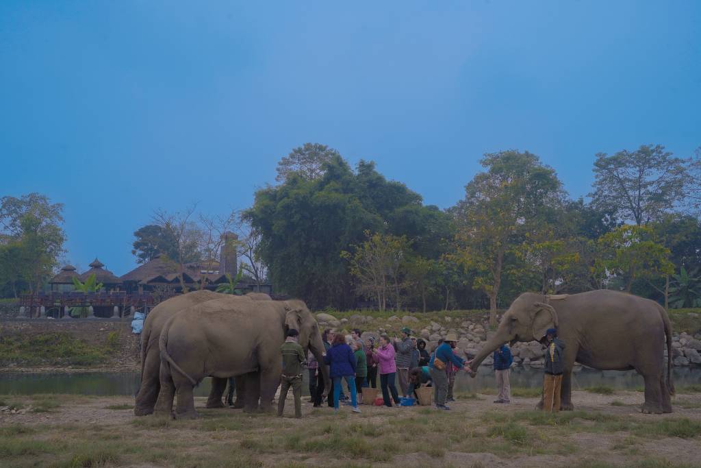 Rescued elephants living freely at Sapana Elephant Sanctuary